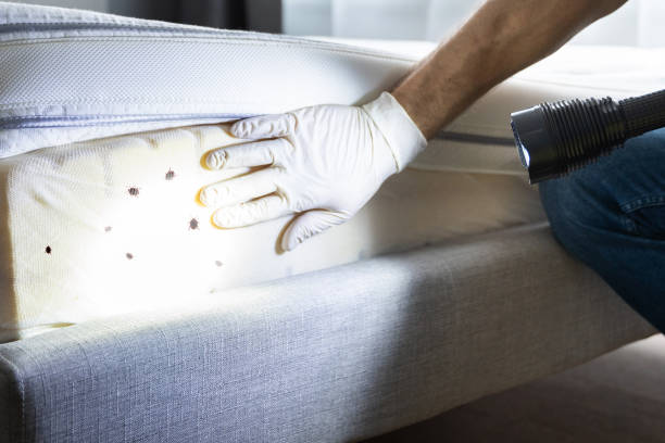 Best Termite Control Services  in Mountainside, NJ