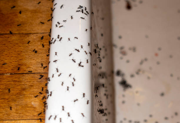 Best Flea Control Services  in Mountainside, NJ