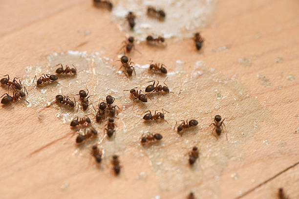 Best Pest Removal Services  in Mountainside, NJ