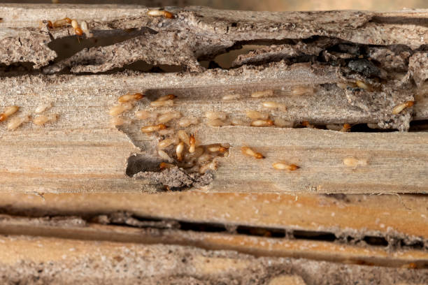 Best Best Pest Control Near Me  in Mountainside, NJ